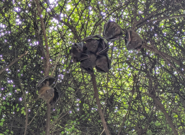 Bats hanging down a shrubbery